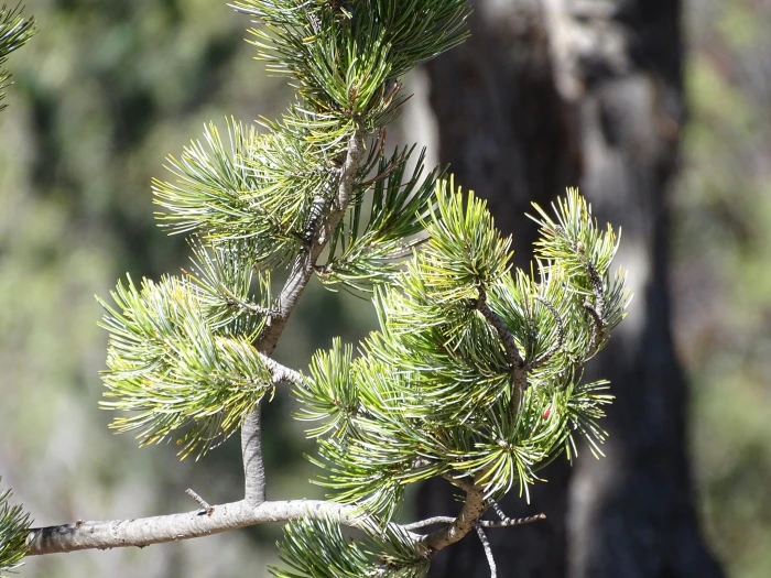 Pinus cembroides image