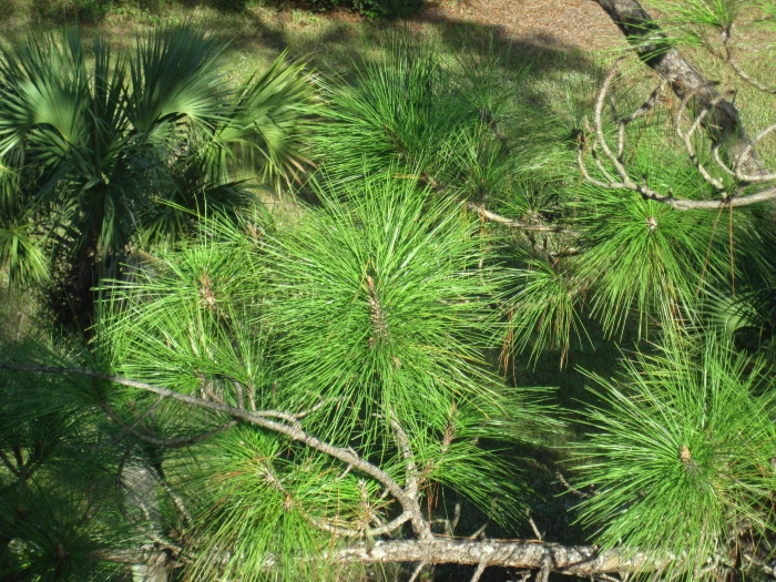 Pinus elliottii image