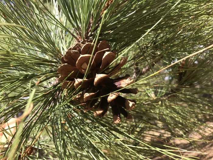 Pinus engelmannii image