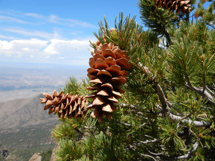 Pinus flexilis image