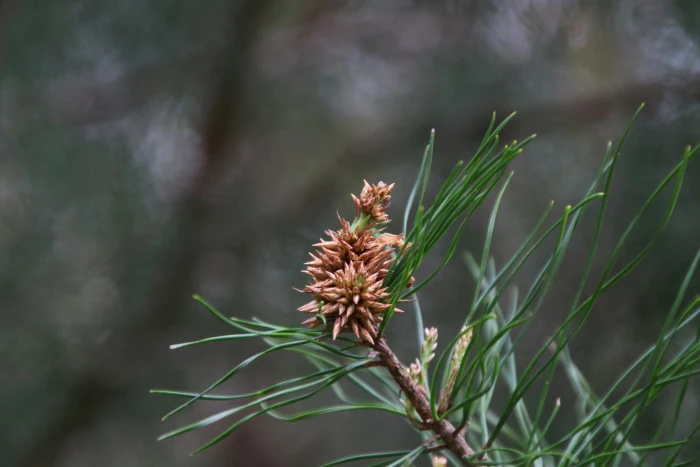 Pinus glabra image