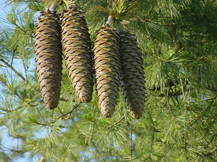 Pinus lambertiana image