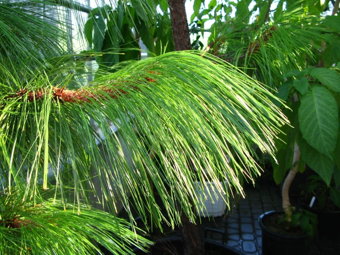 Pinus montezumae image