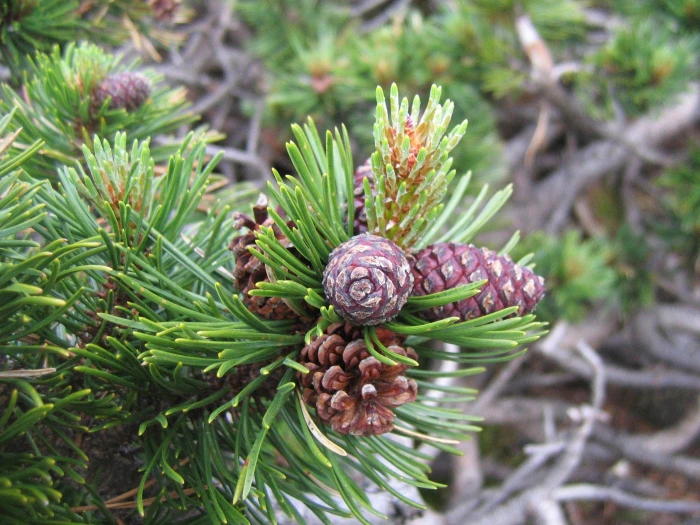 Pinus mugo image