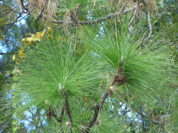 Pinus palustris image