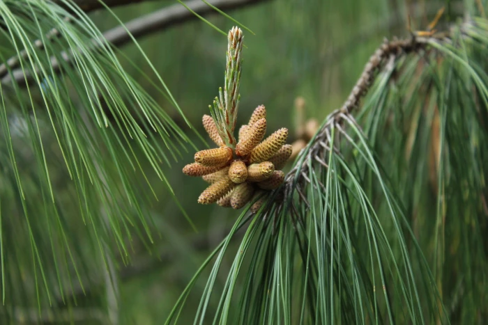 Pinus patula image