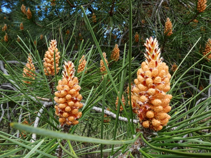 Pinus pinaster image