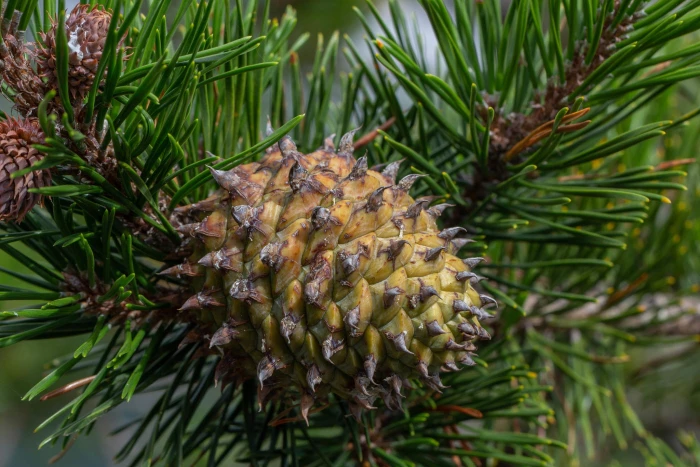 Pinus pungens image