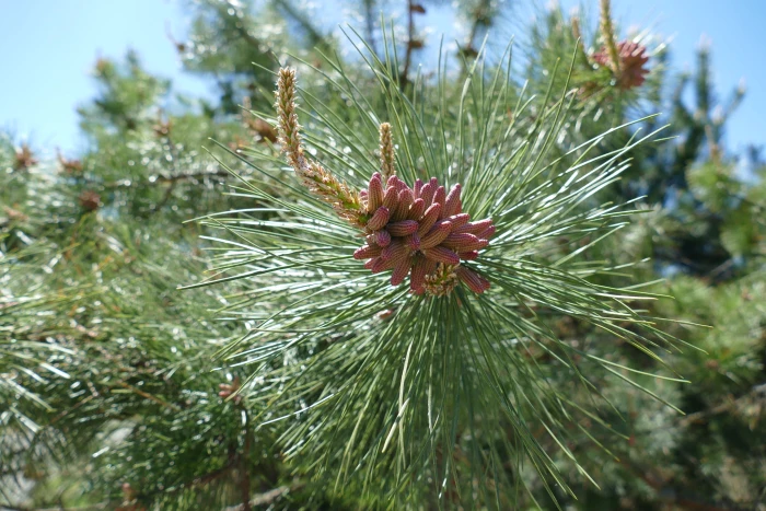 Pinus rigida image