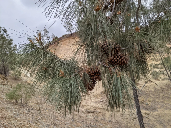 Pinus sabiniana image