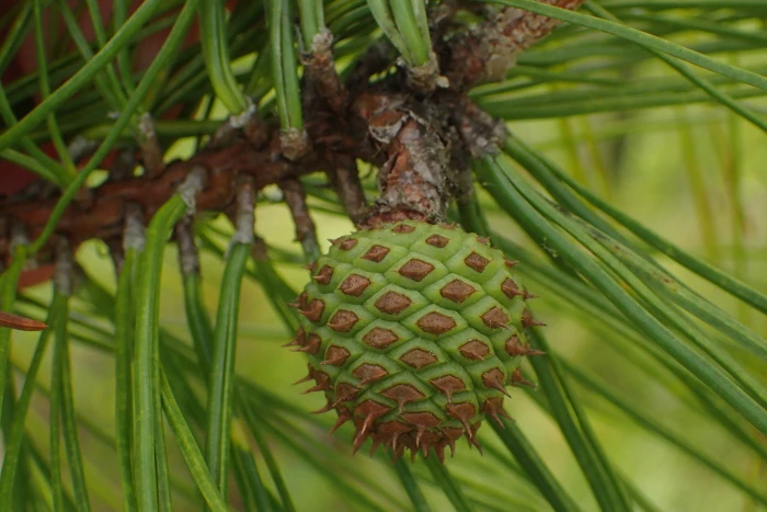 Pinus serotina image