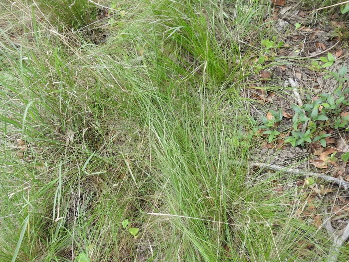 Piptochaetium fimbriatum image