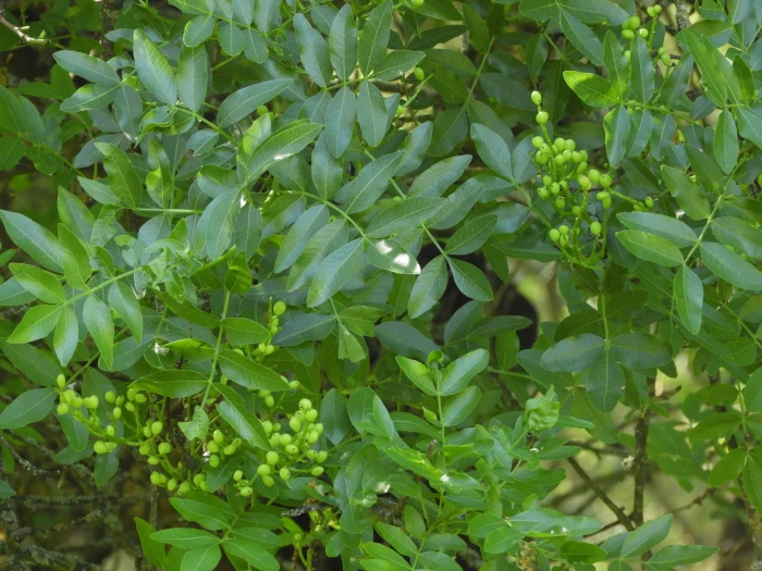 Pistacia atlantica image