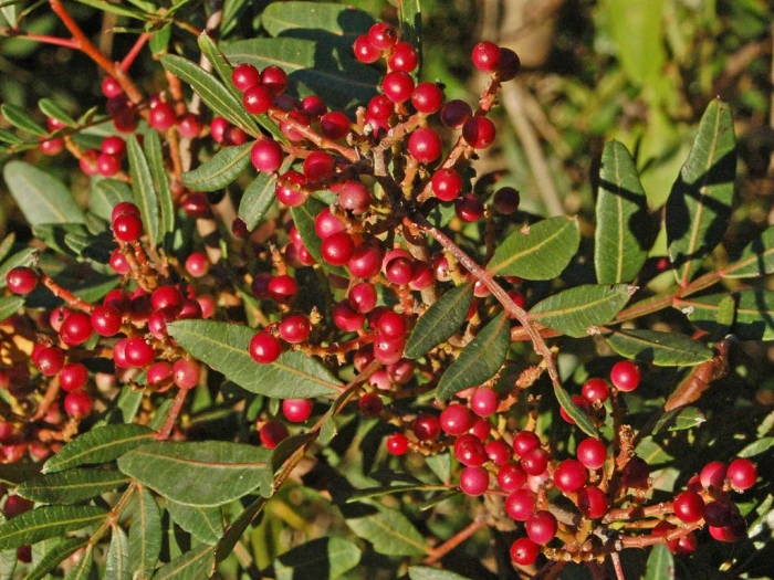 Pistacia lentiscus image