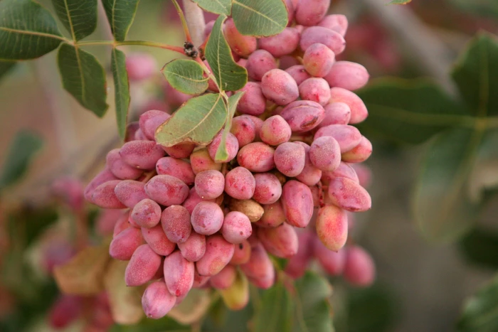 Pistacia vera image