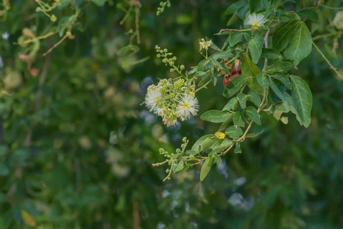 Pithecellobium dulce image