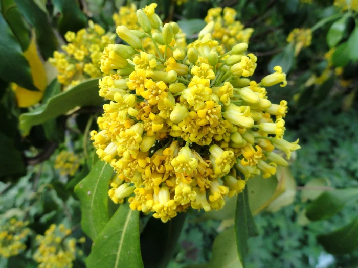 Pittosporum brevicalyx image