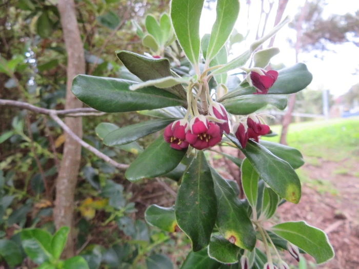 Pittosporum crassifolium image