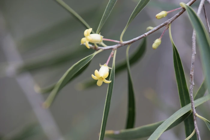 Pittosporum phillyraeoides image