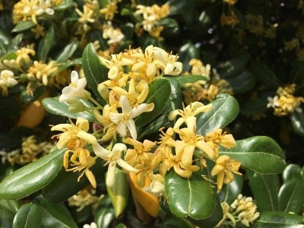Pittosporum tobira image