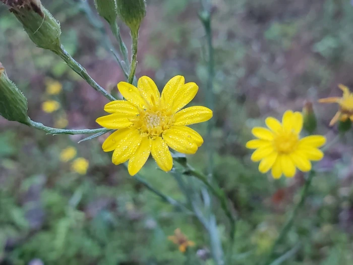 Pityopsis graminifolia image
