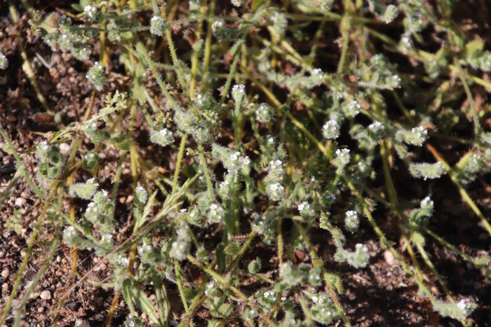 Plagiobothrys collinus image