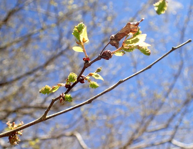 Planera aquatica image