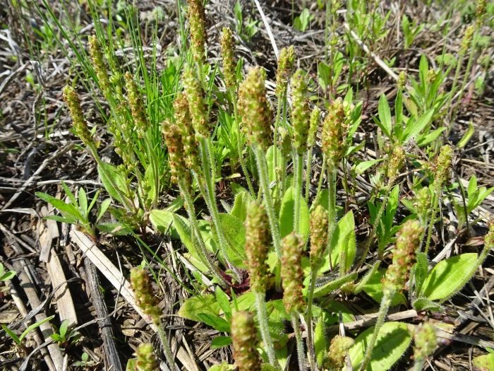 Plantago crassifolia image