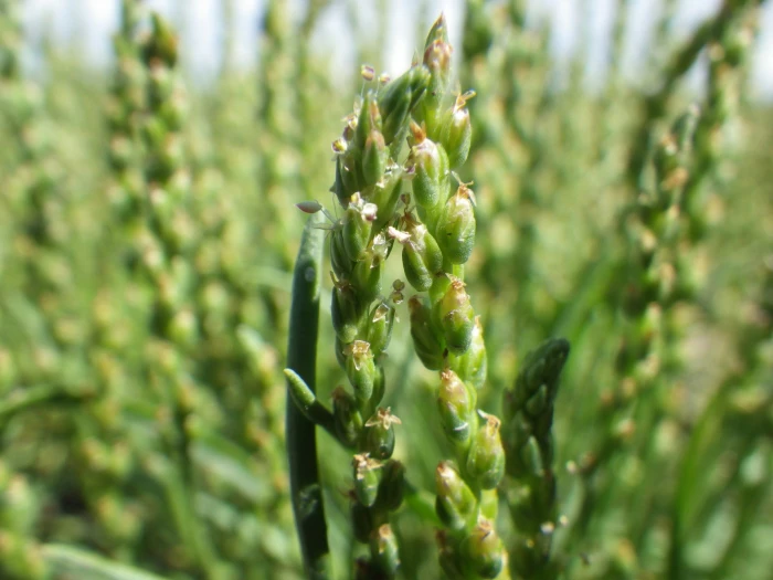 Plantago elongata image