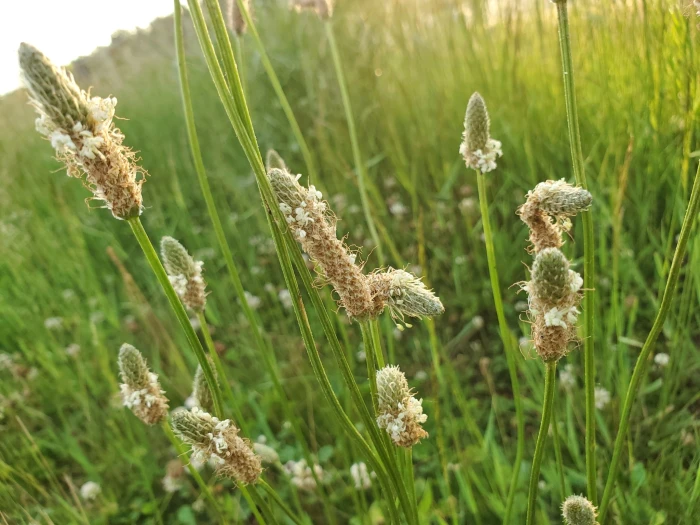 Plantago lanceolata image