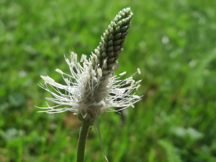 Plantago media image