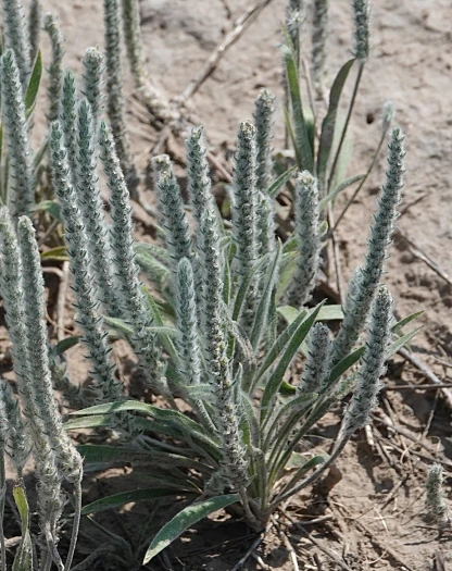 Plantago patagonica image