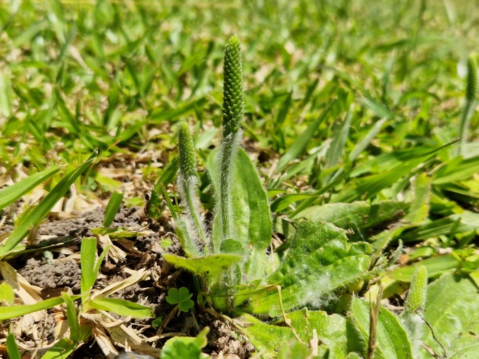 Plantago pusilla image