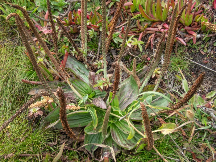 Plantago subnuda image