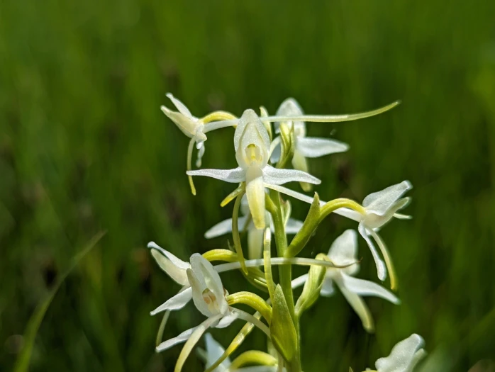 Platanthera bifolia image