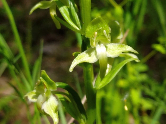 Platanthera chlorantha image