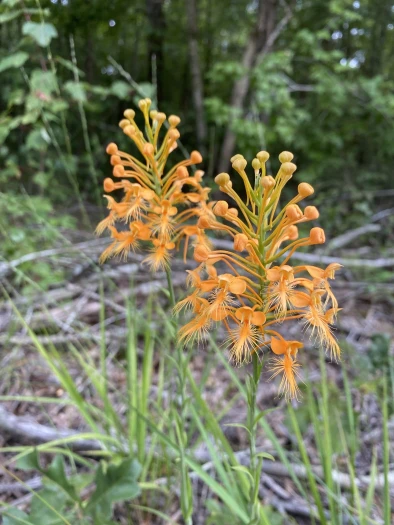 Platanthera ciliaris image
