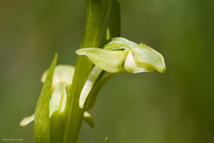 Platanthera sparsiflora image