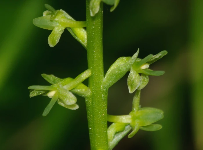 Platanthera unalascensis image