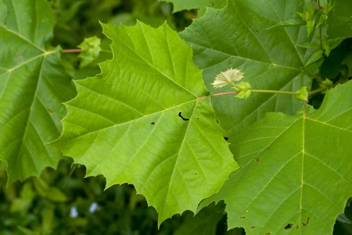 Platanus occidentalis image