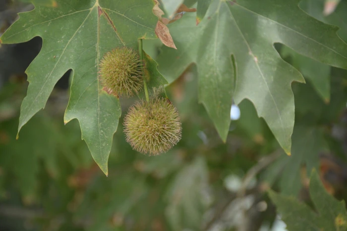 Platanus orientalis image