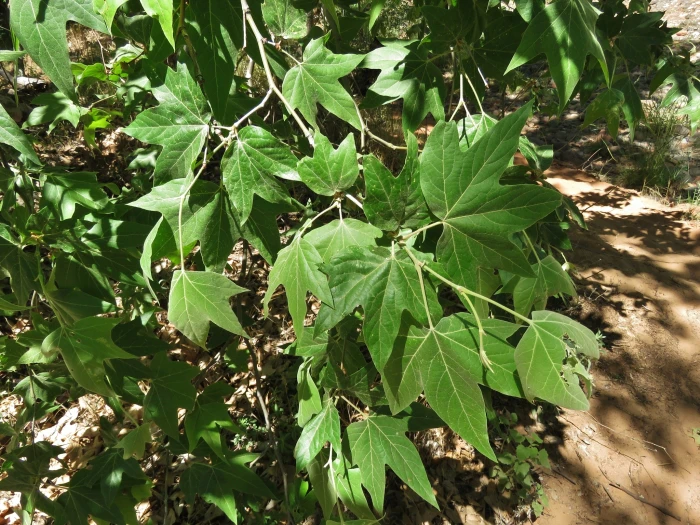 Platanus wrightii image