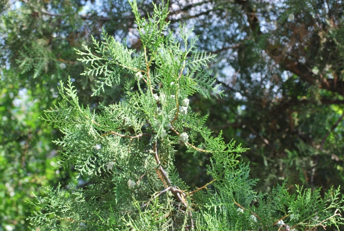 Platycladus orientalis image