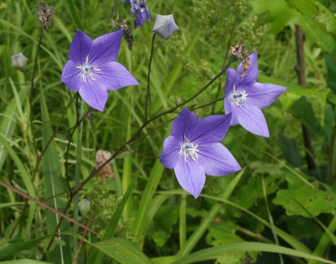 Platycodon grandiflorus image