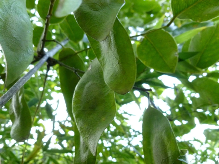 Platymiscium pinnatum image