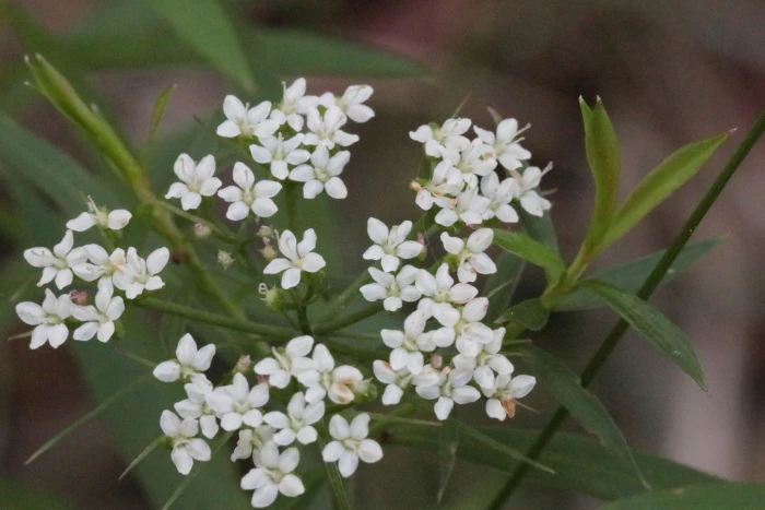 Platysace lanceolata image