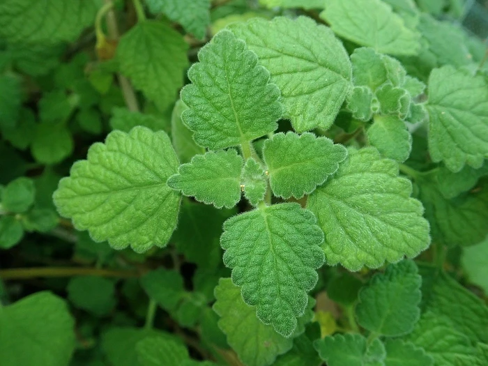 Plectranthus madagascariensis image