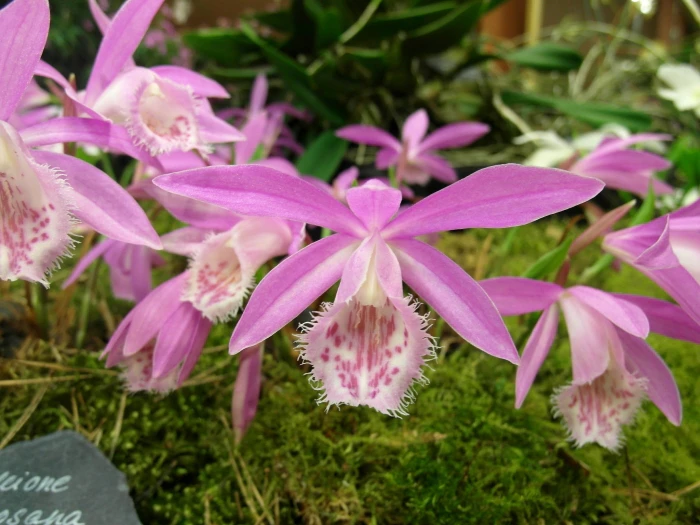 Pleione formosana image