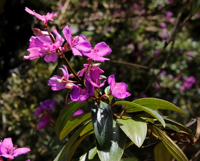 Pleroma granulosum image