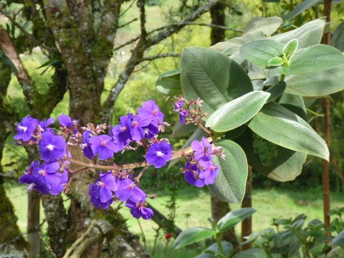 Pleroma heteromalla image